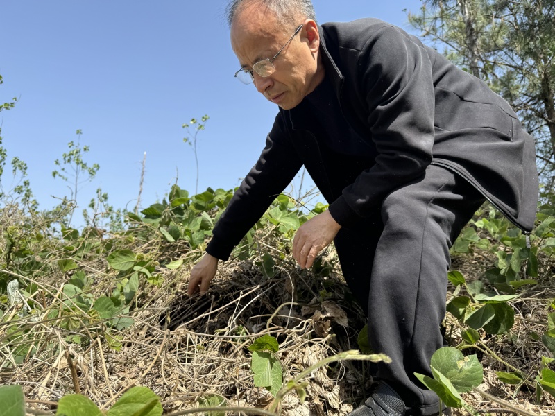 1750410772981744.jpg 葛根發(fā)芽5.jpg