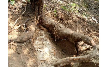 葛根粉：認(rèn)準(zhǔn) 10 年黃金期，拒絕 “年份噱頭”