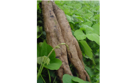 吃了這么多年的野生葛根粉，你吃對了嗎？