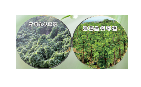 高學歷養(yǎng)生黨親測：這款雙有機野生葛根粉，憑什么成日常優(yōu)選？?