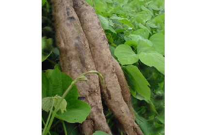 長(zhǎng)期吃葛粉是養(yǎng)生還是傷身？科學(xué)解讀它的三大益處，讓你吃得更明白！