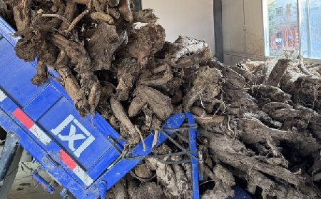 霜降采葛正當(dāng)時(shí)！二月風(fēng)大量收購霜降葛根，以匠心護(hù)品質(zhì)、以產(chǎn)業(yè)助增收