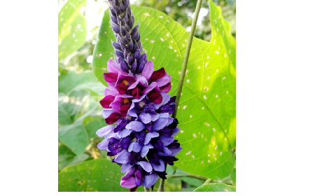 大洪山珍味：二月風(fēng)有機(jī)野生葛根粉的匠心溫度